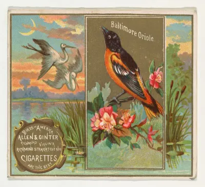 Baltimore Oriole, from the Birds of America series (N37) for Allen & Ginter Cigarettes