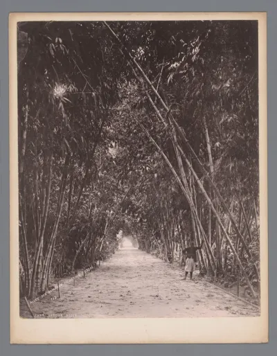 Bamboelaan in de Jardin d'Essai du Hamma in Algiers
