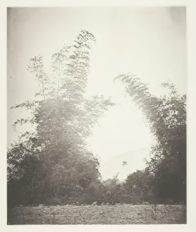Bamboos at Baksa, Formosa