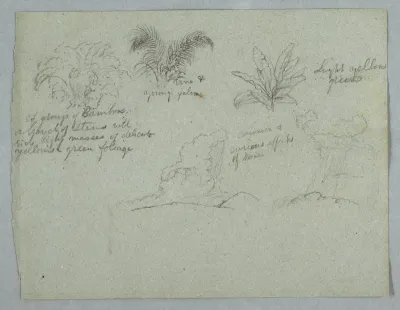 Bamboos, Vine and a Young Palm, Plant, and Two Scenes of Rain Falling from Clouds over Ridges, Rio Magdalena, Colombia, 1853, probably May