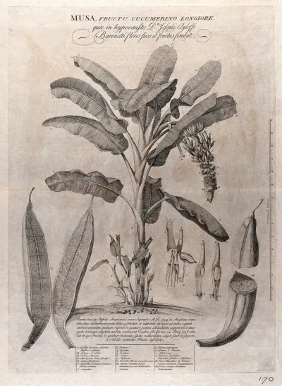 Banana plant (Musa species): flowering and fruiting plant with stolons and separate floral segments and sectioned fruit, also a description of the plant's growth, anatomical labels and a scale bar