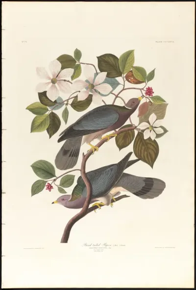 Band tailed Pigeon