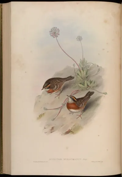 Banded Accentor