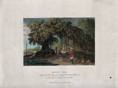 Banyan tree (Ficus benghalensis) growing on a lakeside