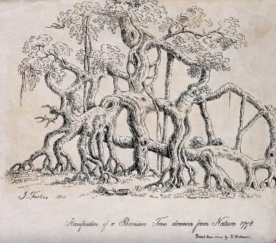 Banyan tree (Ficus benghalensis L.) with many trunks