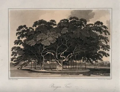 Banyan tree (Ficus benghalensis) with many spreading aerial roots