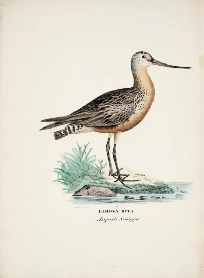 Bar-Tailed Godwit