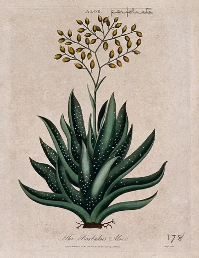 Barbados aloe plant (Aloe vera): flowering stem