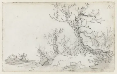 Bare Trees by a Road