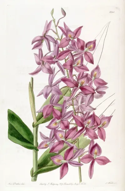 Barkeria skinneri