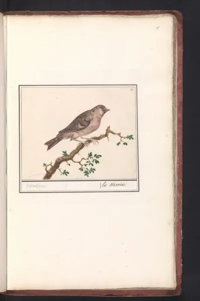Barmsijs (Carduelis flammea)