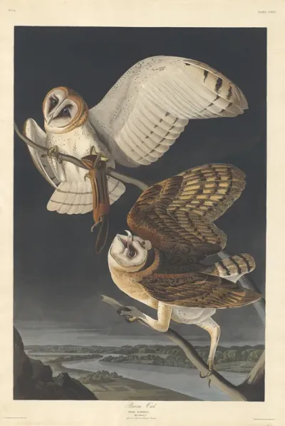 Barn Owl