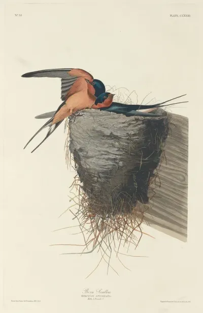 Barn Swallow