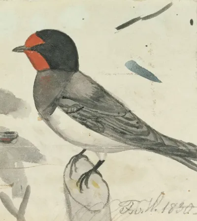 Barn Swallow