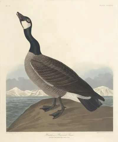 Barnacle Goose