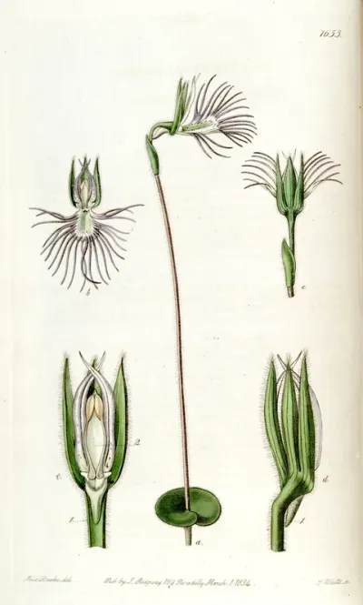 Bartholina burmanniana