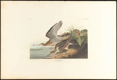 Bartram Sandpiper