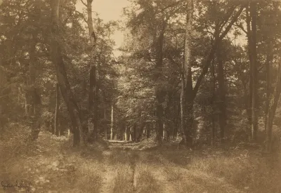 Bas-Bréau, Forest of Fontainebleau