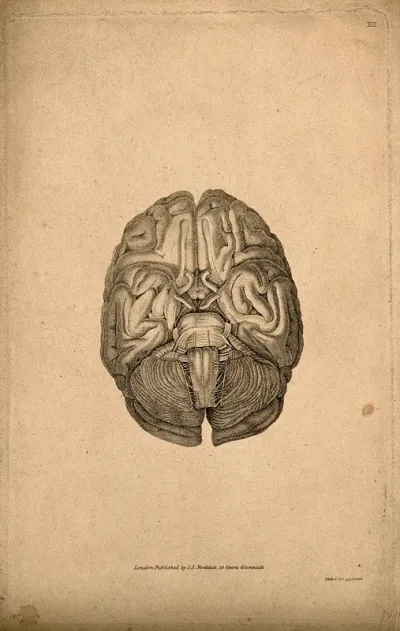 Base of the brain