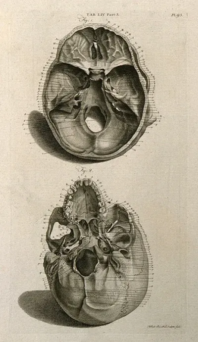 Base of the skull: internal surface (above) and external surface (below)