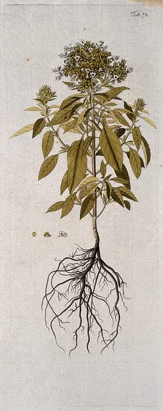 Basil (Ocimum basilicum L.): entire flowering plant with separate floral segments
