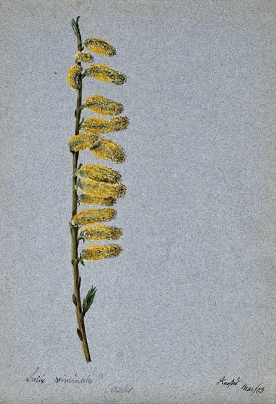 Basket willow (Salix viminalis): flowering stem