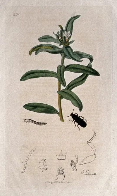Bastard alkanet plant (Lithospermum arvense) with an associated beetle, its larva and its anatomical segments