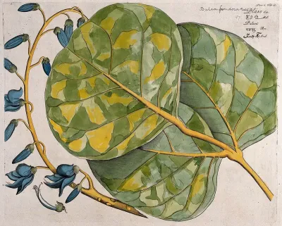Bastard Teak or Flame of the Forest (Butea monosperma (Lam.) Kuntze): leaf cluster, inflorescence and dissected flower