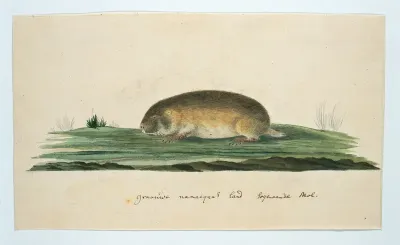 Bathyergus janetta (Namaqua dune mole-rat)