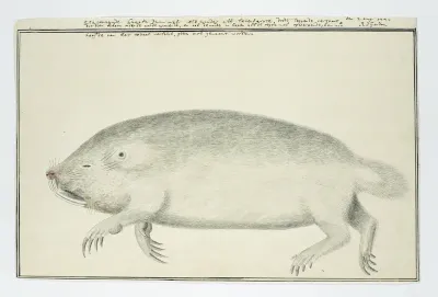 Bathyergus suillus (Cape dune mole-rat)