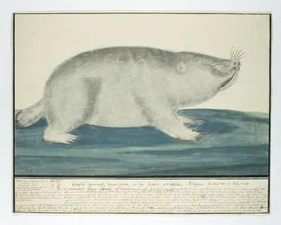 Bathyergus suillus (Cape dune mole-rat)