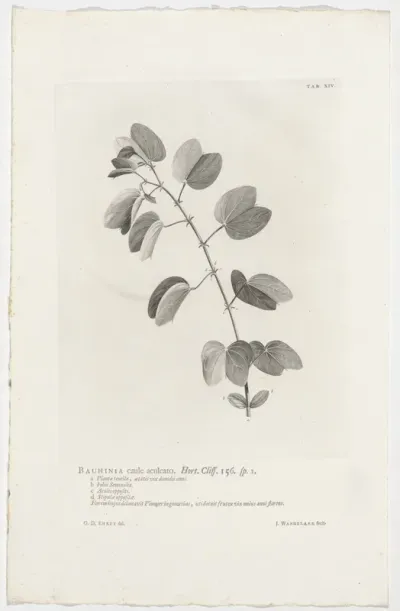 Bauhinia aculeata