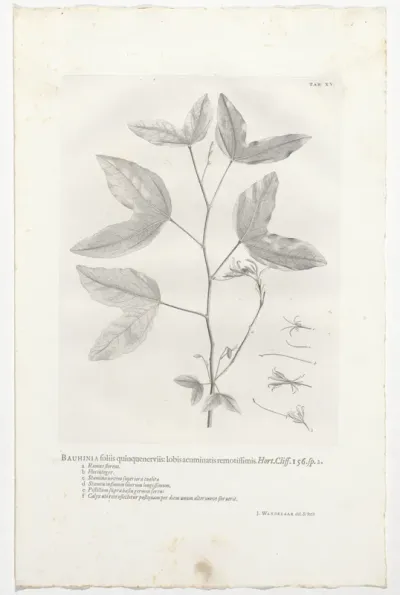 Bauhinia divaricata
