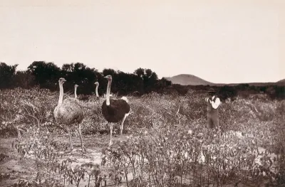 Baviaan's River, South Africa: an ostrich camp in the Bedford District
