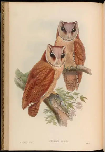 Bay Owl