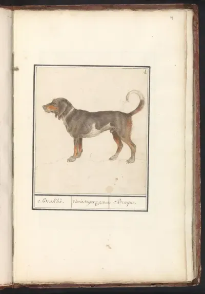 Beagle or Braque du Bourbonnais (Canis lupus familiaris)