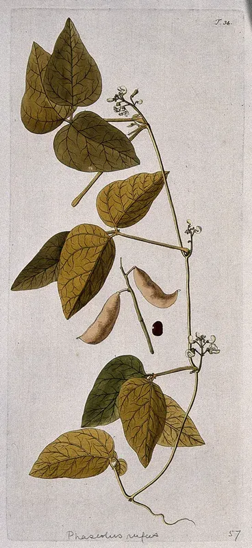Bean plant (Phaseolus sp.): flowering stem with separate fruit and seed