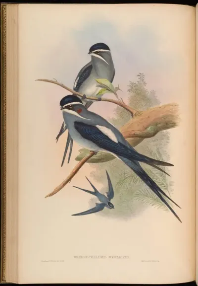 Bearded Tree-Swift