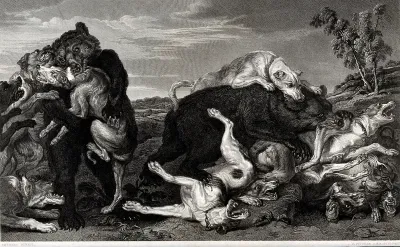 Bears and dogs fighting: two bears are shown biting, and being bitten by, a pack of dogs