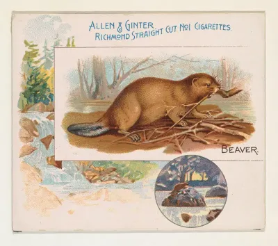 Beaver, from Quadrupeds series (N41) for Allen & Ginter Cigarettes