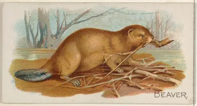 Beaver, from the Quadrupeds series (N21) for Allen & Ginter Cigarettes