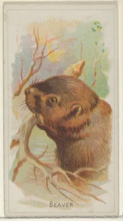 Beaver, from the Wild Animals of the World series (N25) for Allen & Ginter Cigarettes