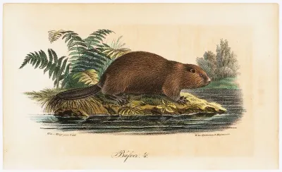 Beaver, Illustration for Tidskrift för jägare och naturforskare (No. 4/1834, p.865)