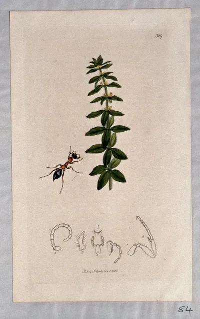 Bedstraw or crosswort plant (Galium cruciatum) with an associated insect and its anatomical segments