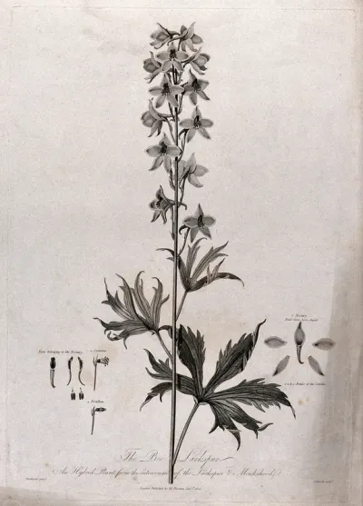 Bee Larkspur (Delphinium sp
