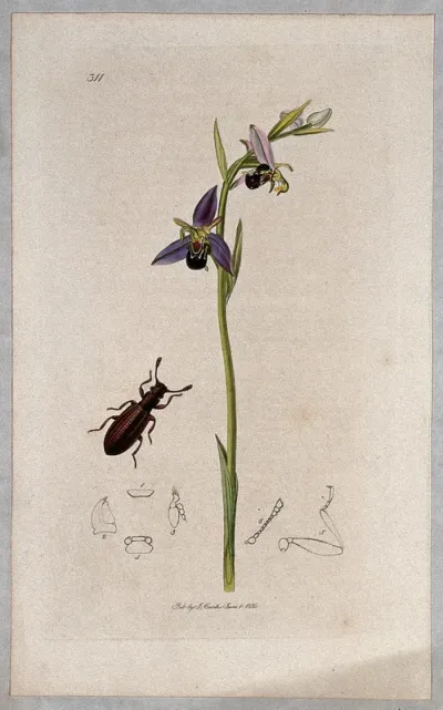Bee orchid (Ophrys apifera) with an associated beetle and its anatomical segments