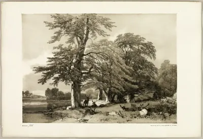 Beech, from The Park and the Forest