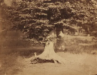 Beech Tree, Forest of Fontainebleau