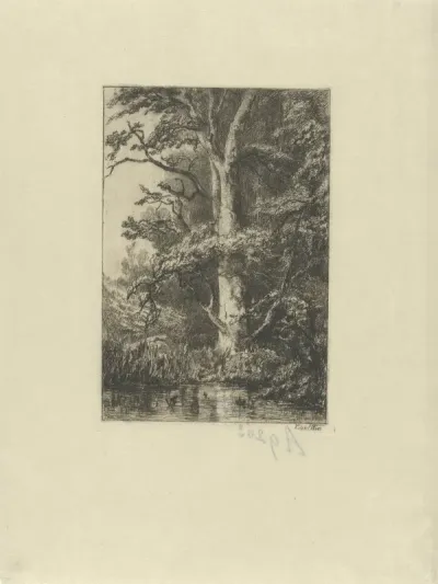 Beech Tree Holland