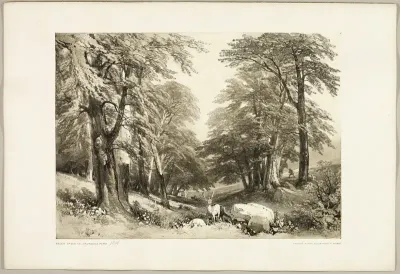 Beech Trees in Arundale Park, from The Park and the Forest